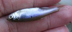 Cyprinella lutrensis