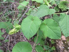 Matelea suberifera