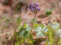 Corydalis pauciflora
