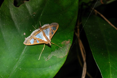 Glyphodes bivitralis