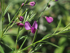 Polygala virgata