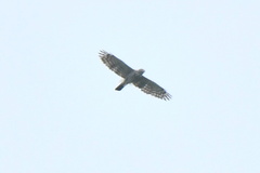 Accipiter trivirgatus