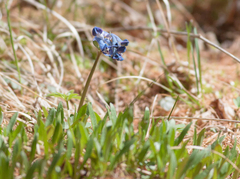 Corydalis pauciflora