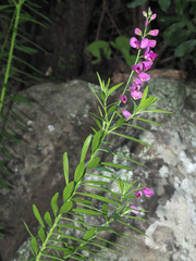 Polygala virgata