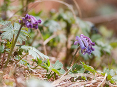 Corydalis pauciflora