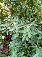 Aextoxicon punctatum