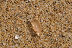 Amoria hunteri
