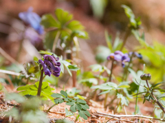 Corydalis pauciflora