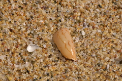 Amoria hunteri