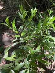 Kraussia floribunda