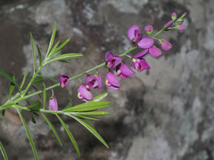 Polygala virgata