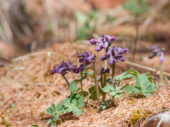 Corydalis pauciflora