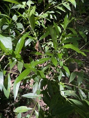 Kraussia floribunda