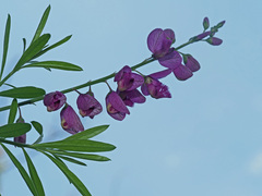 Polygala virgata
