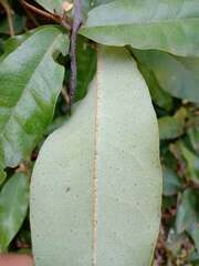 Aextoxicon punctatum