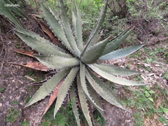 Agave xylonacantha