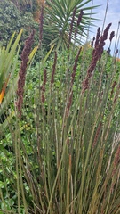 Elegia tectorum
