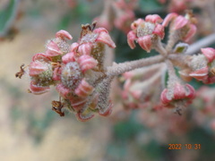 Pomaderris paniculosa paralia