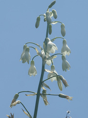 Ornithogalum regale