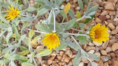 Gazania rigens