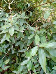 Aextoxicon punctatum