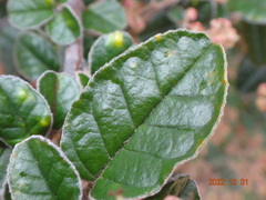 Pomaderris paniculosa paralia