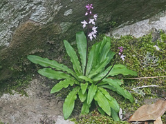 Stenoglottis fimbriata