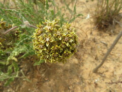 Asclepias crispa