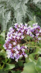 Limonium