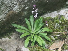Stenoglottis fimbriata