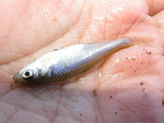 Cyprinella lutrensis