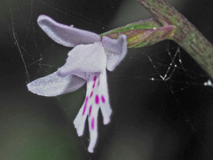 Stenoglottis fimbriata