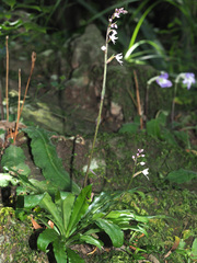 Stenoglottis fimbriata