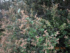 Pomaderris paniculosa paralia