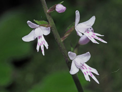 Stenoglottis fimbriata