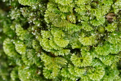 Hymenophyton flabellatum