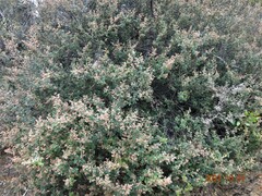 Pomaderris paniculosa paralia