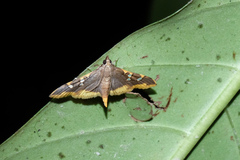 Prophantis adusta