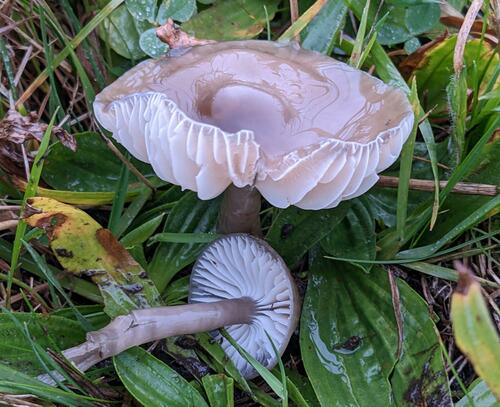 Slimy Waxcap