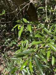 Coptosperma supra-axillare