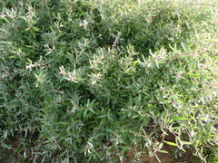 Atriplex paludosa