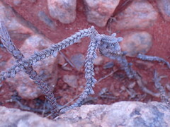 Crassula muscosa