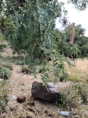 Prosopis velutina