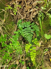 Adiantum cunninghamii