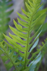 Polypodium cambricum
