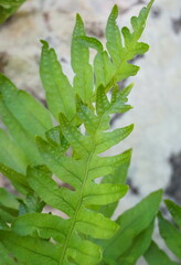Polypodium cambricum