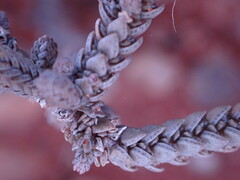 Crassula muscosa
