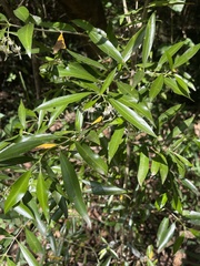 Coptosperma supra-axillare
