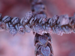Crassula muscosa