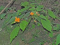 Begonia sutherlandii